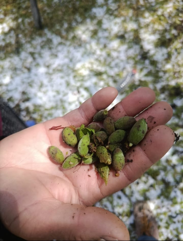 Başkan Yıldız:"Kayısı Üreticisinin Yanındayız,Yaralar Sarılmalı"