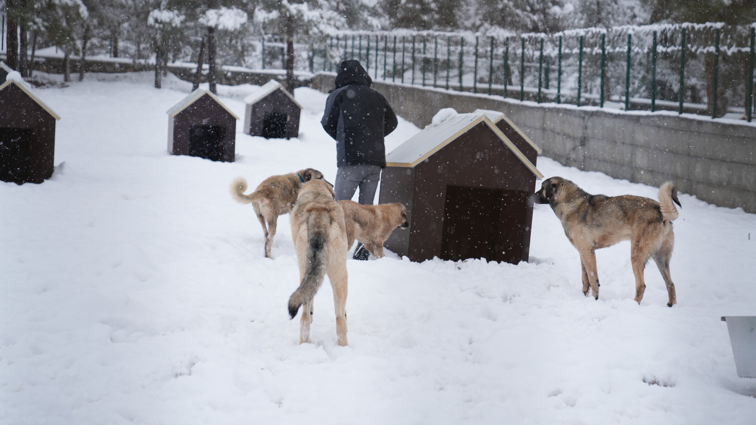 Battalgazi'de Malatya'nın İkinci Hayvan Barınağı Hizmete Başladı