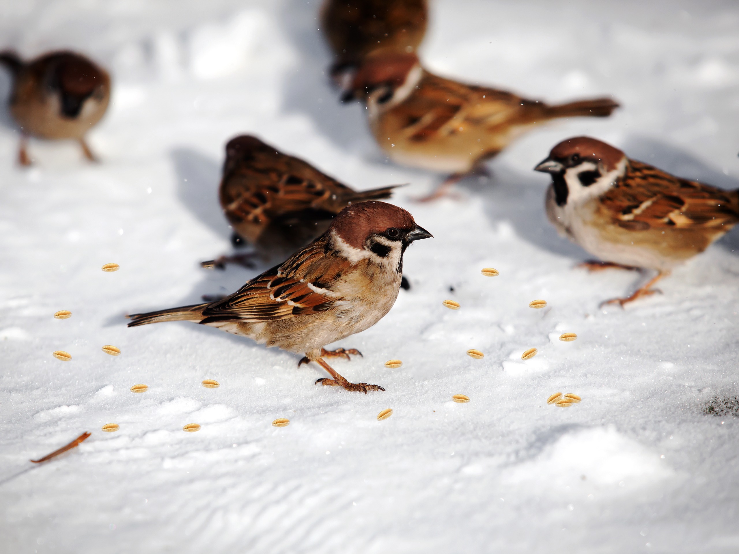 Battalgazi'de Yaban Hayvanlarına Kış Desteği