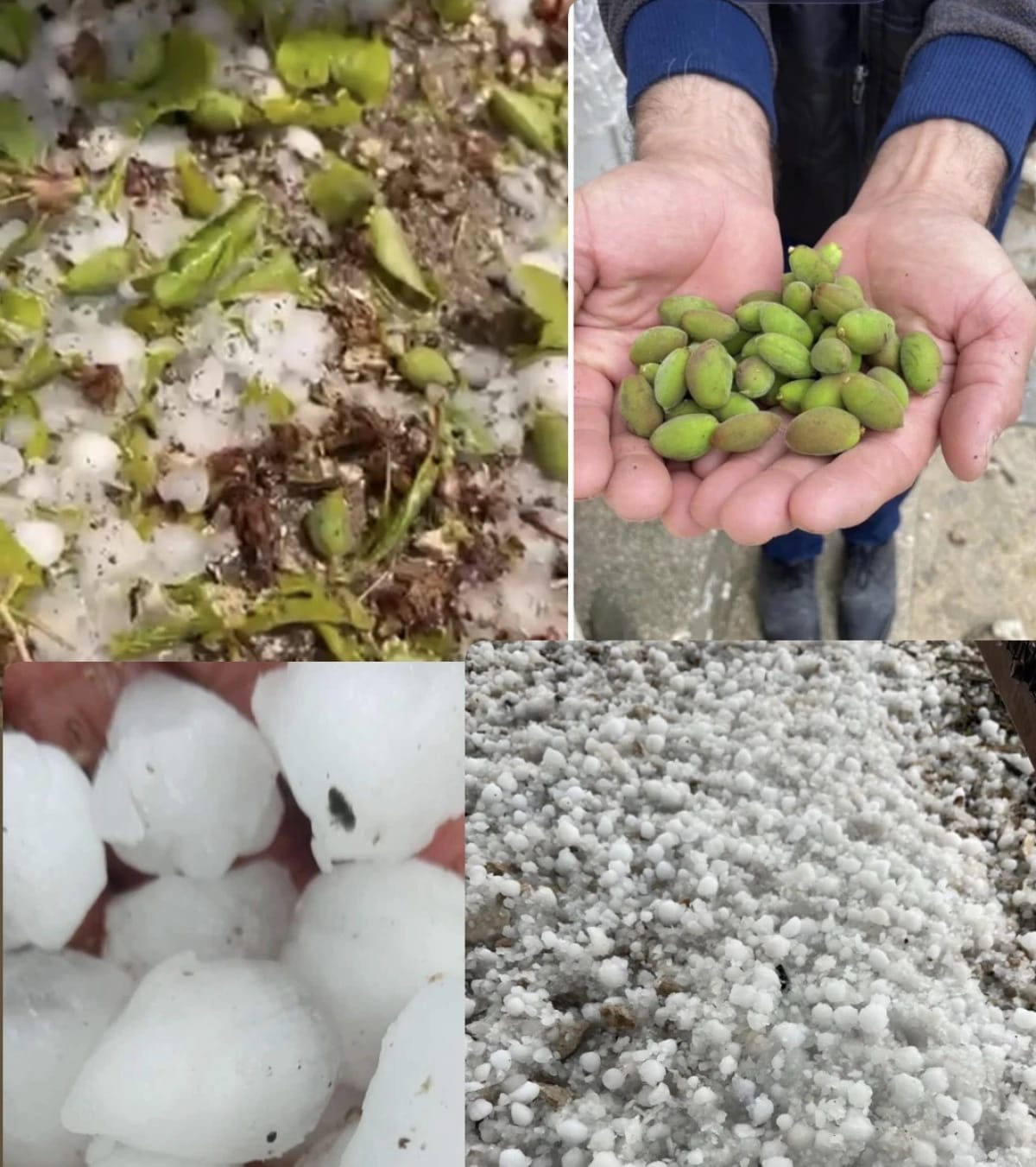 Büyük Birlik Partisi Malatya İl Başkanlığı,"Üreticimizin Emeği Zarar Gördü"