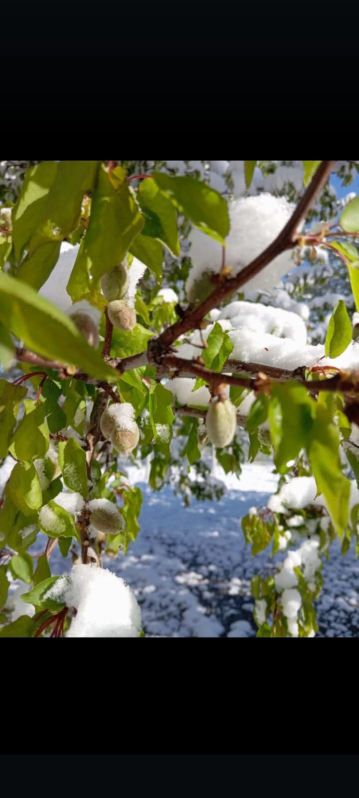 AĞBABA;'DEPREMİN VURDUĞU MALATYA’YI BU KEZ DON VURDU'