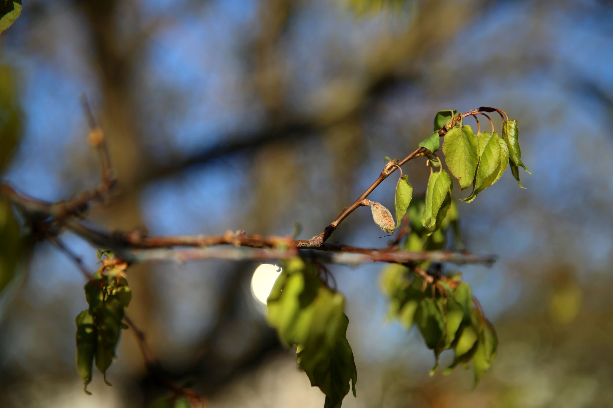 İl Başkanı Bakan: “Devletimiz, Zirai Don Olayından Etkilenen Çiftçilerimizin Yanında”