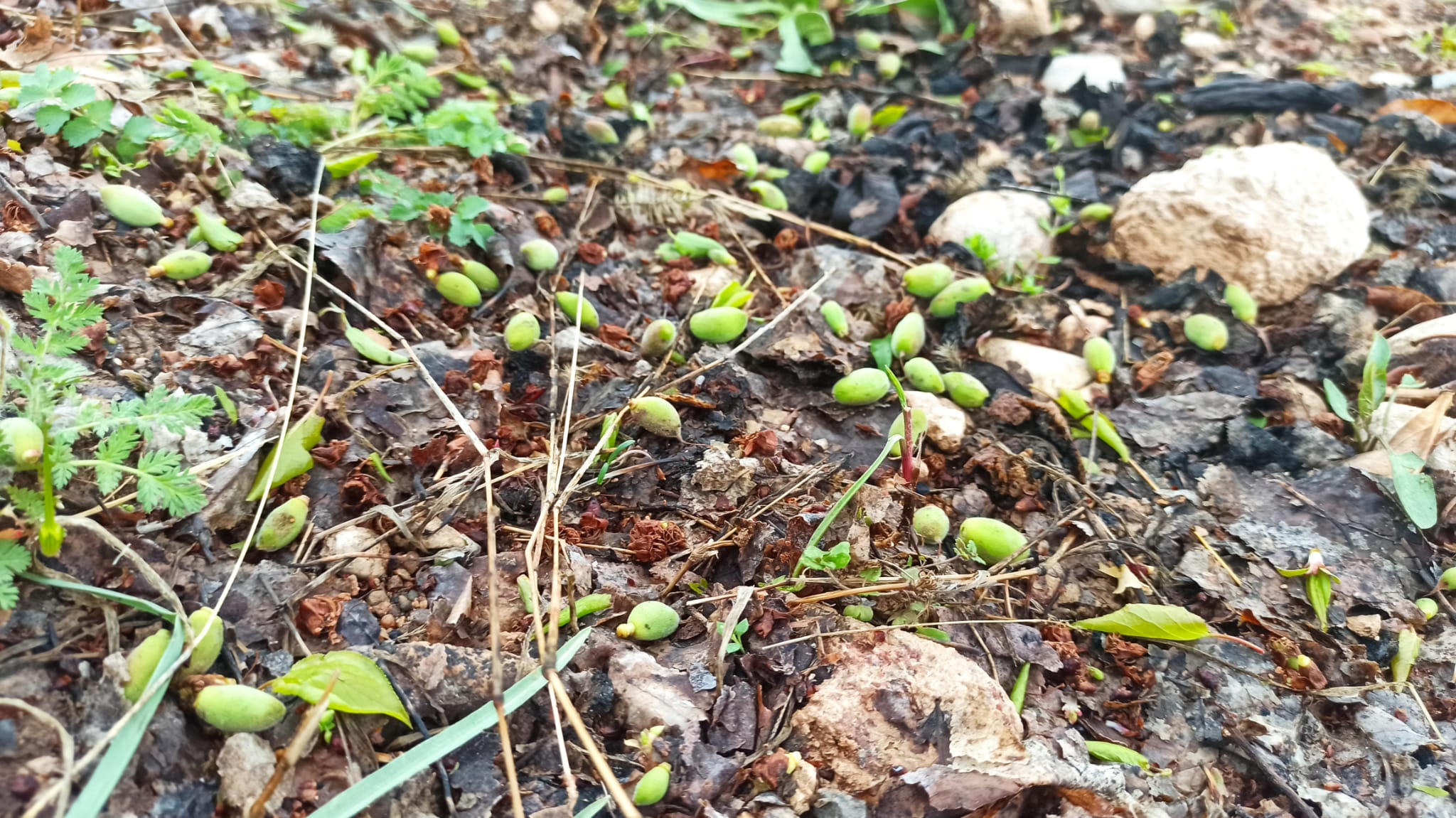 KAYISI ÜRETİCİSİ CAN ÇEKİŞİYOR