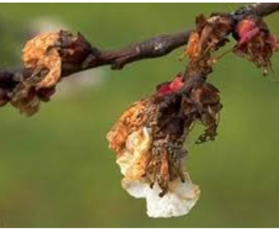 Kayısıda Monilya Hastalığı Uyarısı