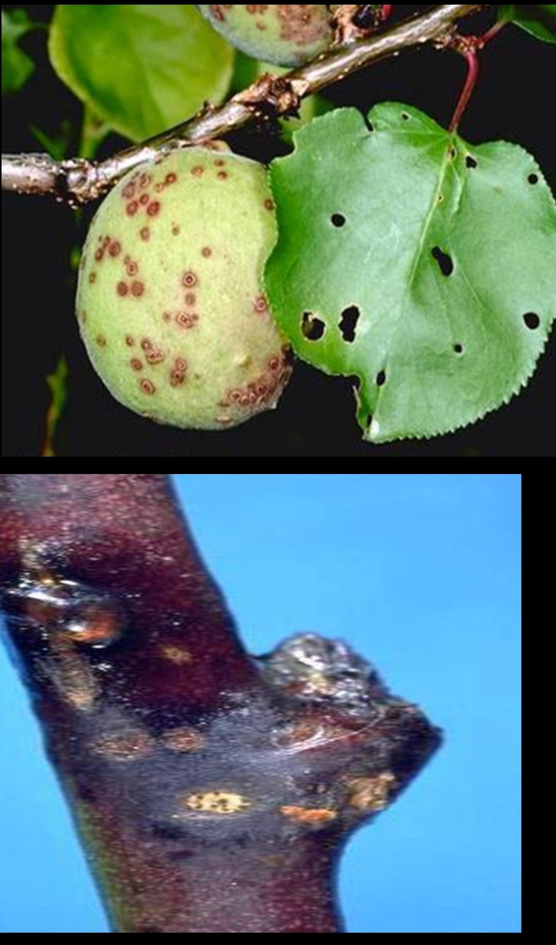 Malatya Valiliği'nden Kayısı Üreticilerine Uyarı