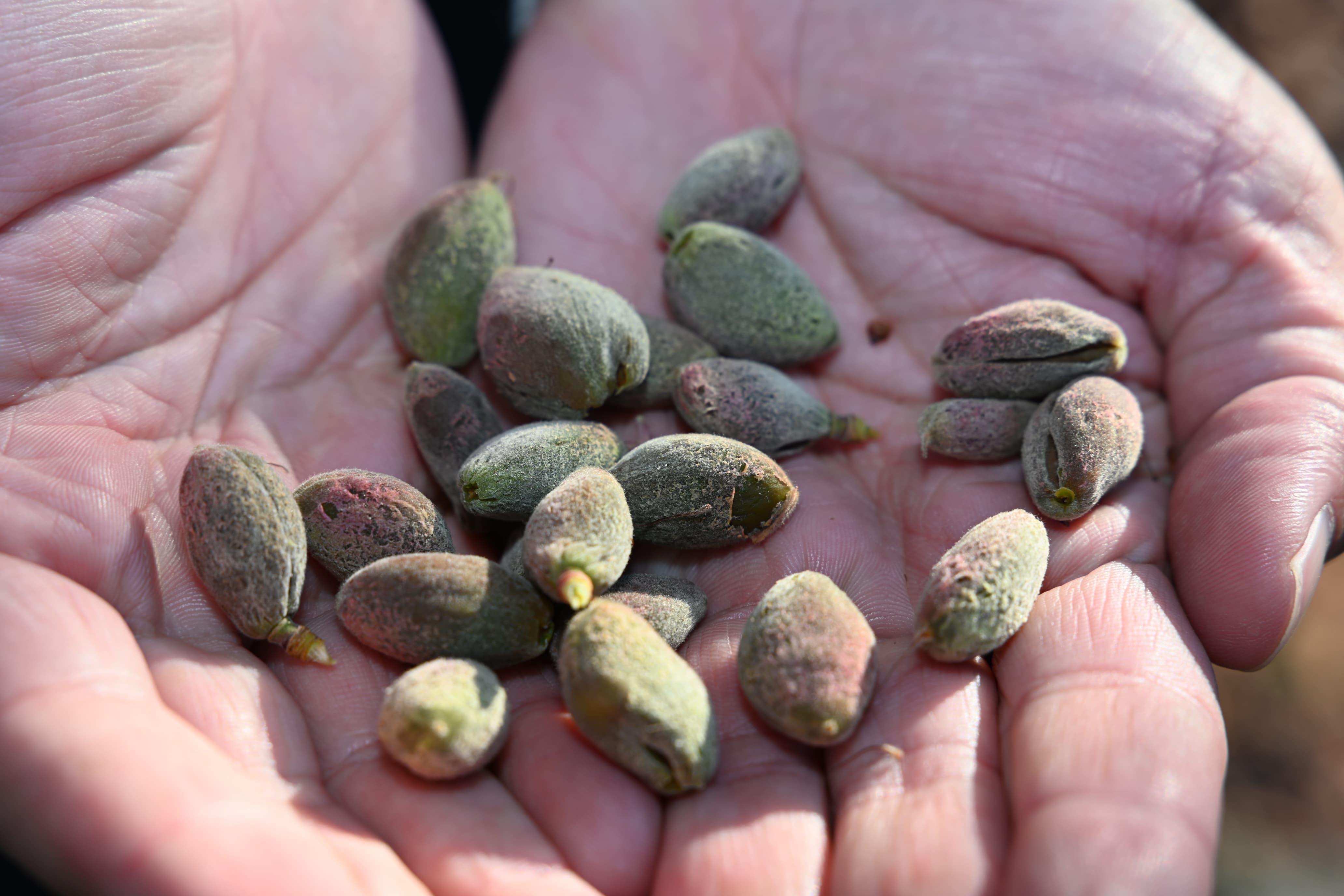 Milletvekili Ölmeztoprak'tan Kayısıda Zirai Don Açıklaması