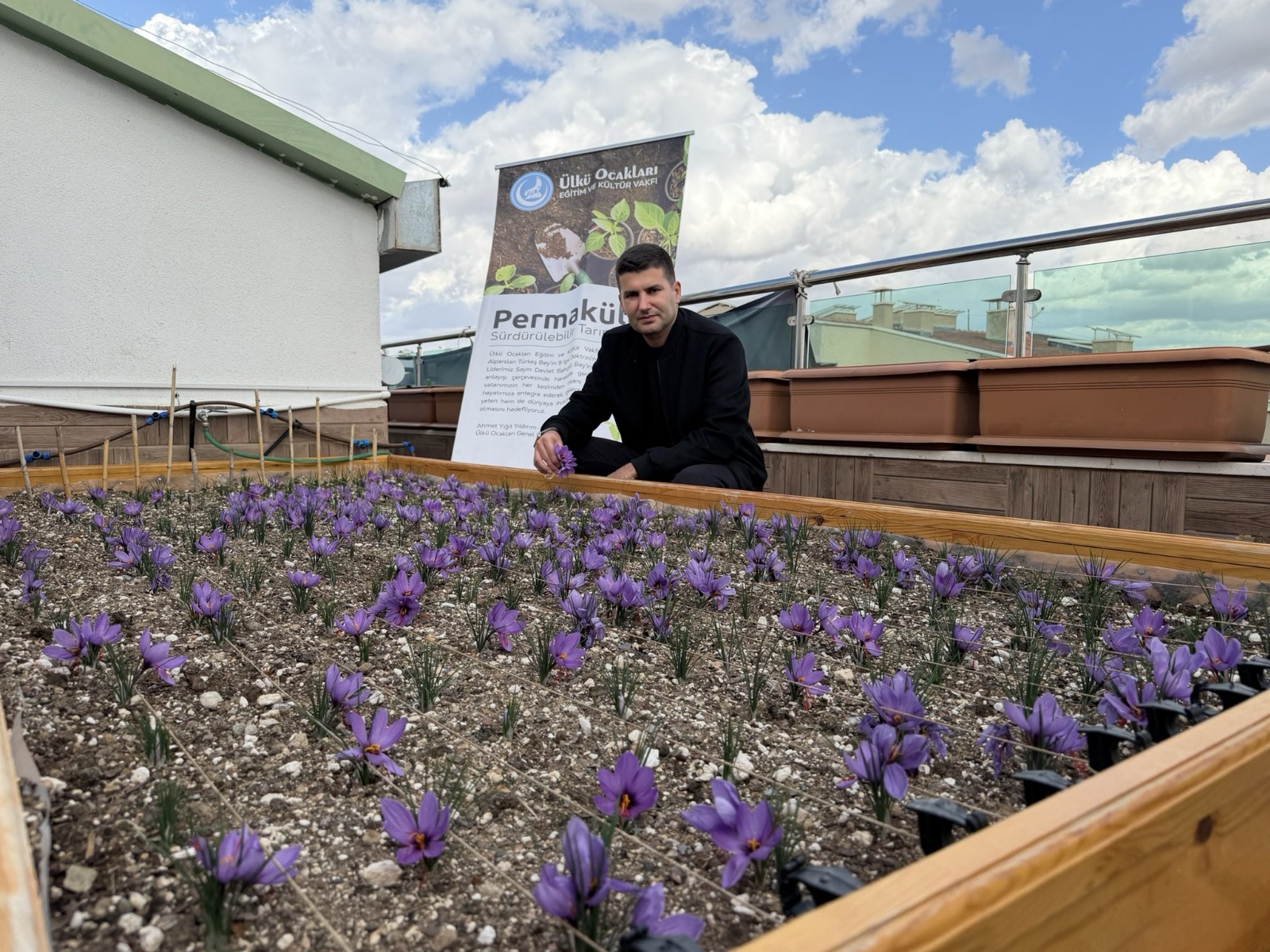 Ülkü Ocakları Genel Merkezi'nin Terasında Safran Hasadı
