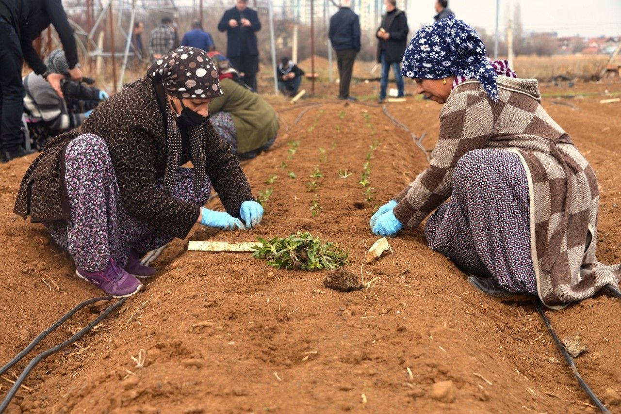 Yeşilyurt Belediyesi, 50 Bin Adet Sahlep Fidesini Toprakla Buluşturdu